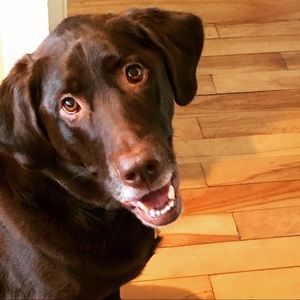 Meet your Posher, Abby